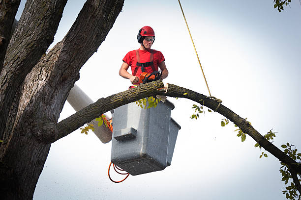 Best Tree Maintenance Programs  in Dallas, TX