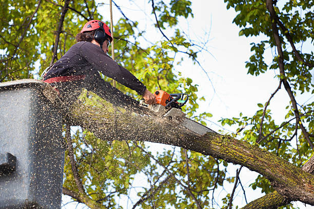 Best Emergency Tree Removal Services  in Dallas, TX